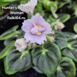 Hunter’s Witchy Woman (K.Muzalewski)